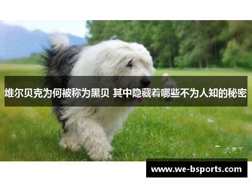 维尔贝克为何被称为黑贝 其中隐藏着哪些不为人知的秘密